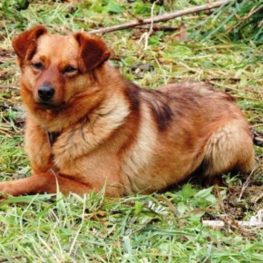 Poszukiwany właściciel psa