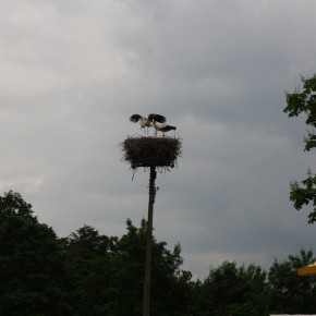 NOWY BOCIAN PRZYSZEDŁ NA ŚWIAT