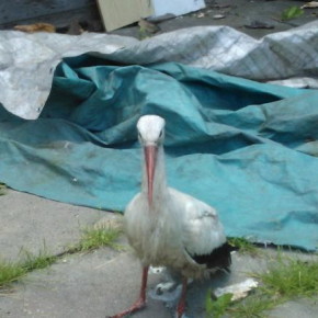 Śmiertelny wypadek młodego bociana Śmiertelny wypadek młodego bociana
