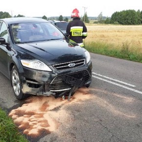 WYCHODZĄ NA ULICE A SPOTKANIE Z NIMI JEST BARDZO NIEBEZPIECZNE