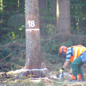 Regionalne Zawody Drwali w Niczonowie