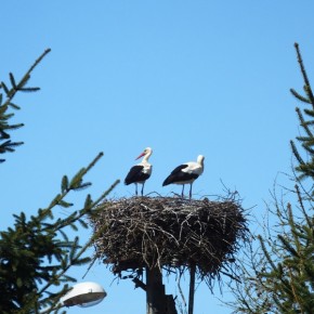 KARNICKIE BOCIANY W GNIEŹDZIE