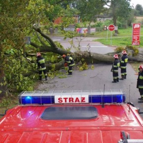Powalone drzewa - skutki silnego wiatru