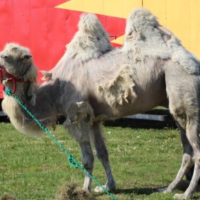 ZAPROSZENIE DO CYRKU