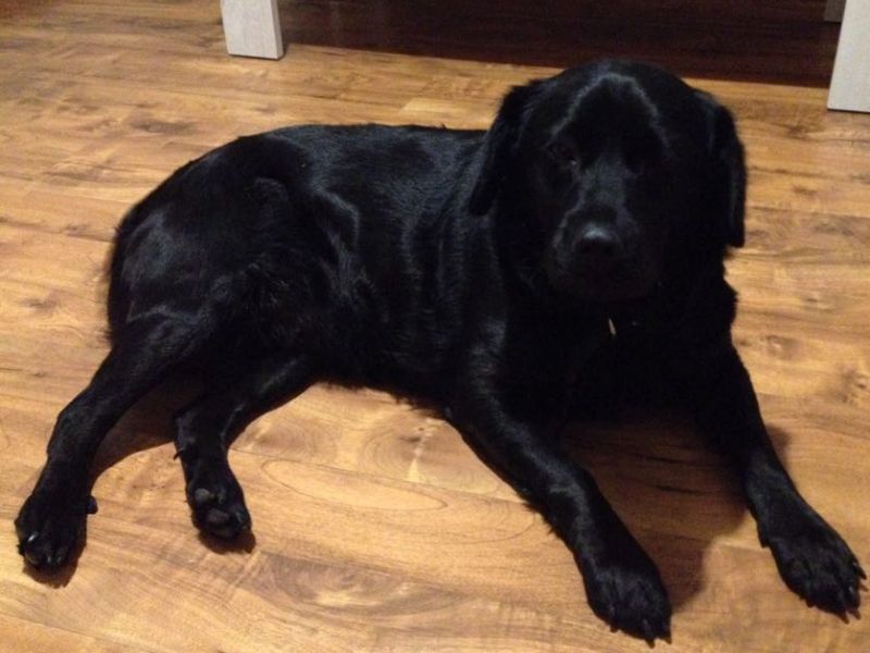 35357583_1682976925148980_5682406165430927360_n