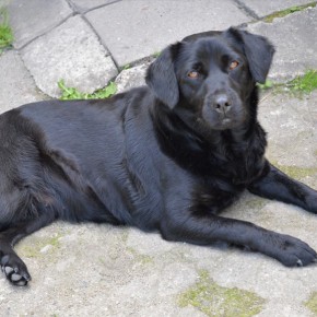 WŁAŚCICIEL POSZUKIWANY