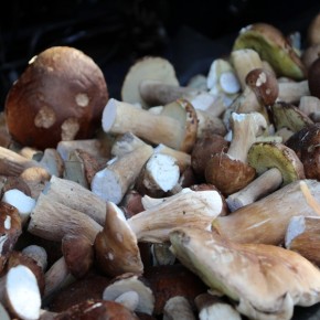 LETNI WYSYP GRZYBÓW