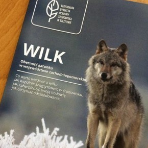 W OKOLICY NIEDYSZA POJAWIŁY SIĘ WILKI