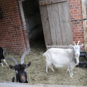 ŻYWA SZOPKA PRZY KOŚCIELE W KONARZEWIE