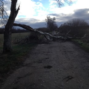 SILNY WIATR PRZEWRACAŁ DRZEWA