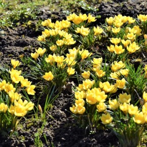 PIERWSZY DZIEŃ WIOSNY