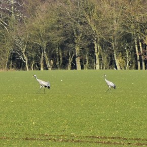 WIOSENNE POWROTY ŻURAWI