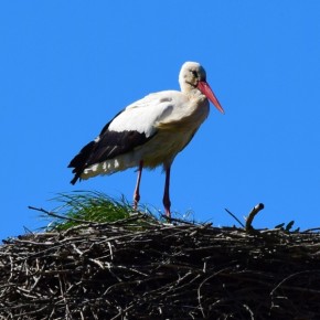 KARNICKI BOCIAN POWRÓCIŁ