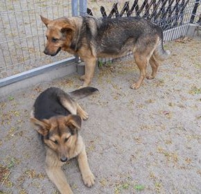 Zagubione pieski szukają swoich właścicieli