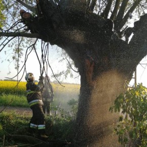 PIORUN UDERZYŁ W DRZEWO