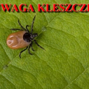 UWAGA KLESZCZE!