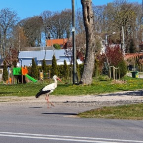 PRZYRODA NIE BOI SIĘ KORONAWIRUSA