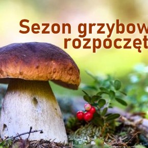 SEZON NA GRZYBY