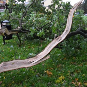 ZŁAMANY KONAR SPADŁ NA PLAC ZABAW