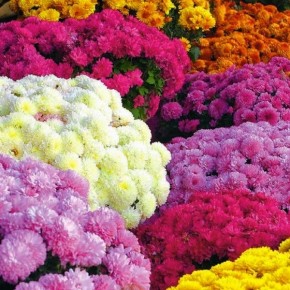 MOŻESZ POMÓC! KUP CHRYZANTEMY!