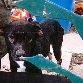 MOŻE DZIĘKI WAM NIE SPĘDZĄ ŚWIĄT W SCHRONISKU?