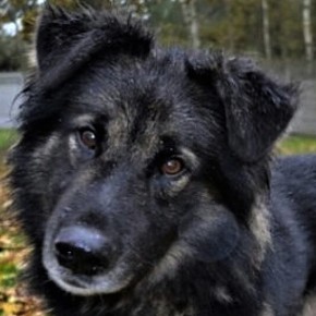 POŻAR NA ŻWIROWNI: KAKTUS BOHATER