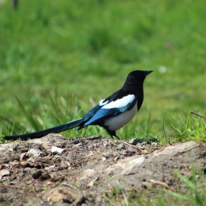 CZY NA MAJÓWKĘ BĘDZIE CIEPLEJ? WIOSNA W OBIEKTYWIE