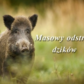 MASOWY ODSTRZAŁ DZIKÓW