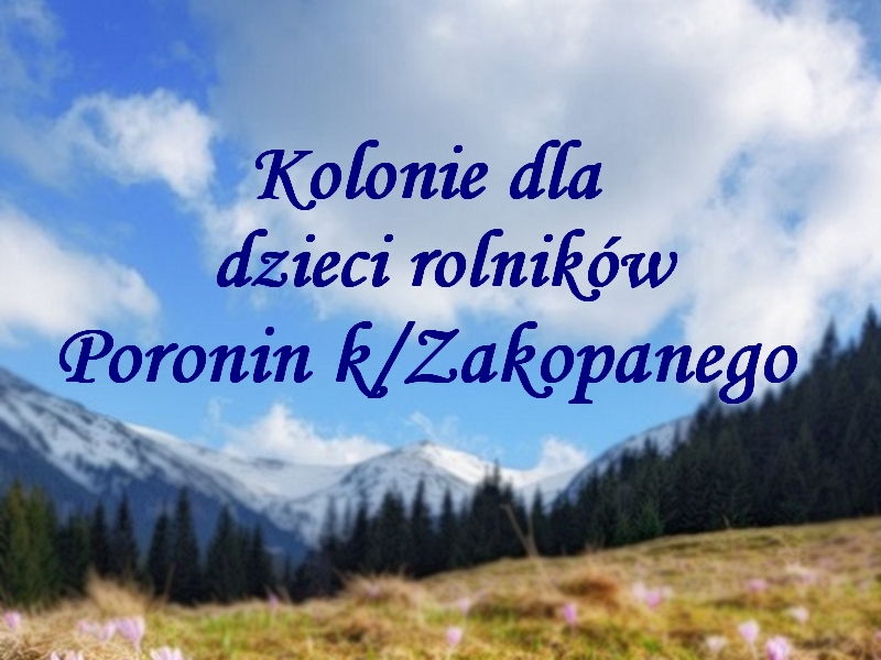 Crocus flowers on spring High Tatras mountains