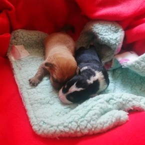 CZY WIESZ CZYJE TO SZCZENIĘTA?