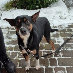 ZNALEZIONO PSA. CZYJA ZGUBA?