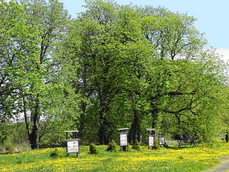 szpaler kasztanowców ze ścieżką edukacyjną