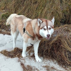 CZY KTOŚ WIDZIAŁ TEGO PSA?