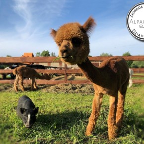 DZIEŃ DZIECKA W DZIADKOWIŹNIE