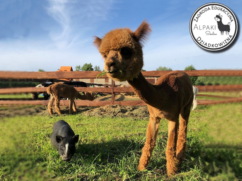 grafika-Dziadkowizna-