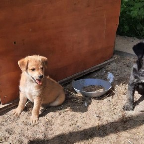 UROCZE SZCZENIAKI CZEKAJĄ NA NOWY DOM