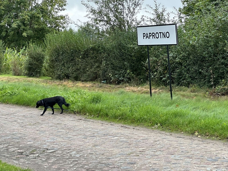 545801279_1301538491608703_3121207762138649326_n