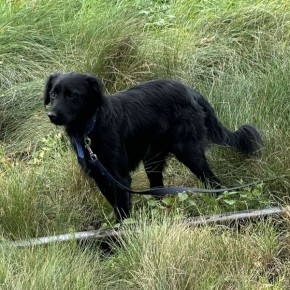 CZY KTOŚ ROZPOZNAJE TEGO PSA?