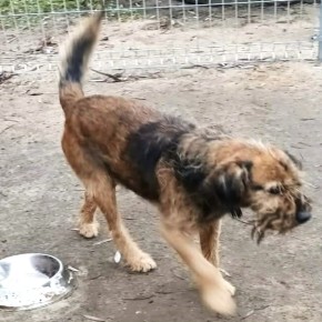 CZY KTOŚ ROZPOZNAJE TEGO PSA?