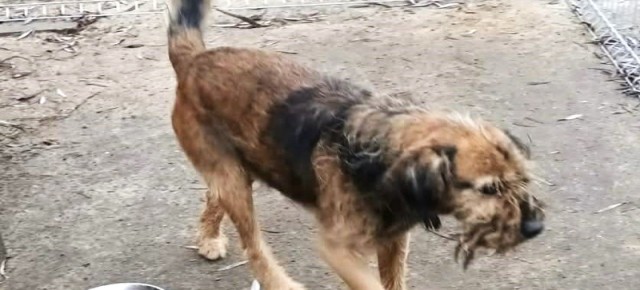 CZY KTOŚ ROZPOZNAJE TEGO PSA?