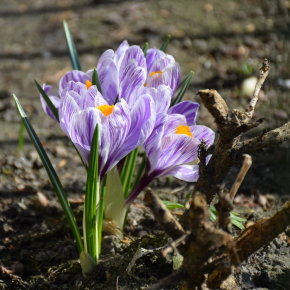 PIERWSZY DZIEŃ KALENDARZOWEJ WIOSNY