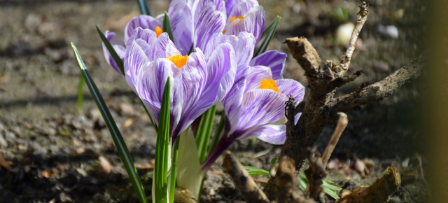 PIERWSZY DZIEŃ KALENDARZOWEJ WIOSNY