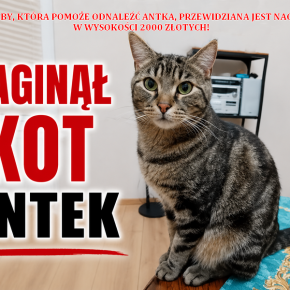 ZAGINĄŁ KOT ANTEK